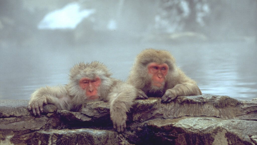 Japan Snow Monkeys
