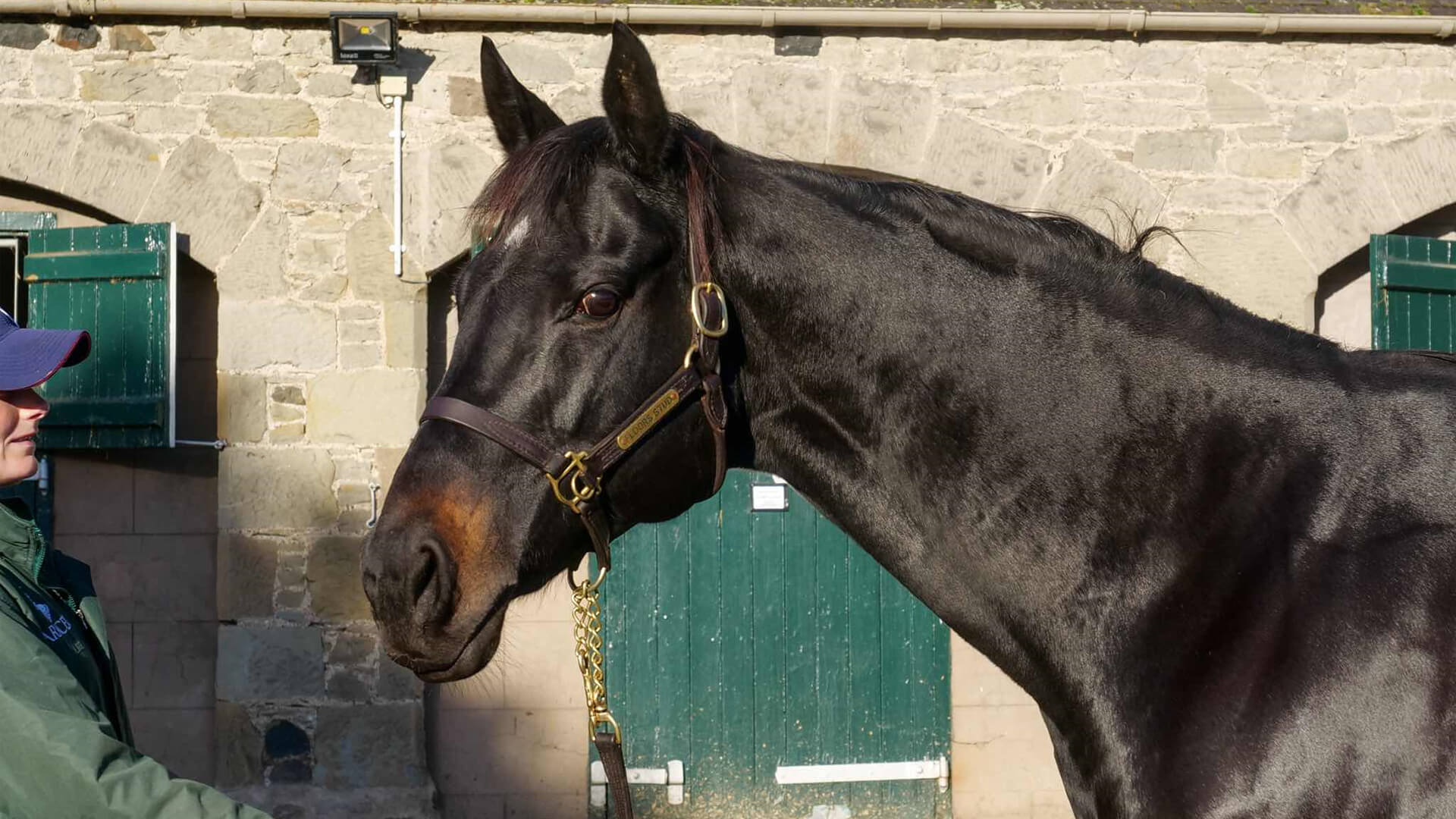 Fusion will be offered at Tattersalls on 1st December 2020.