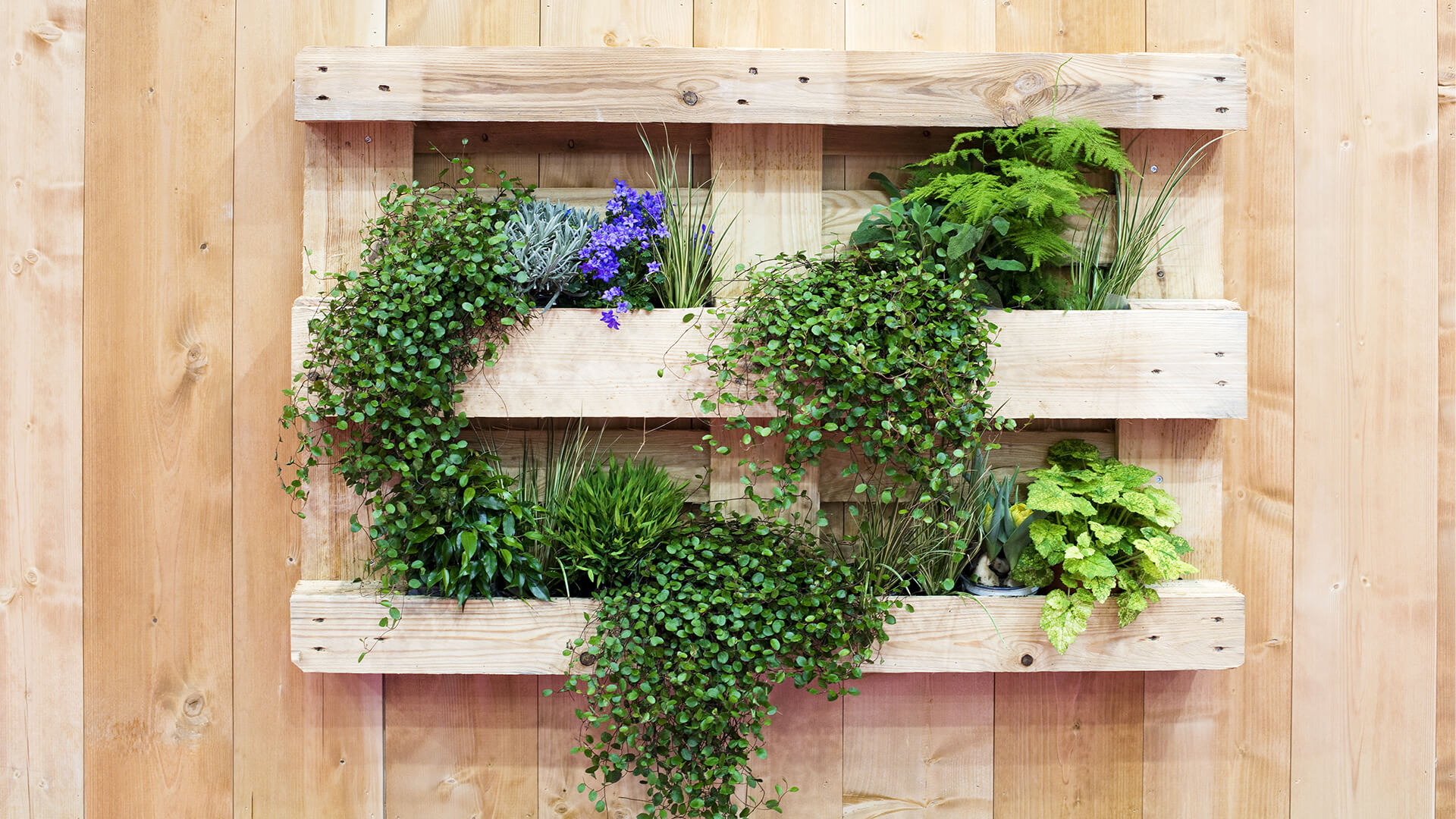 Green plants growing from a wall mounted upcycled wooden pallet