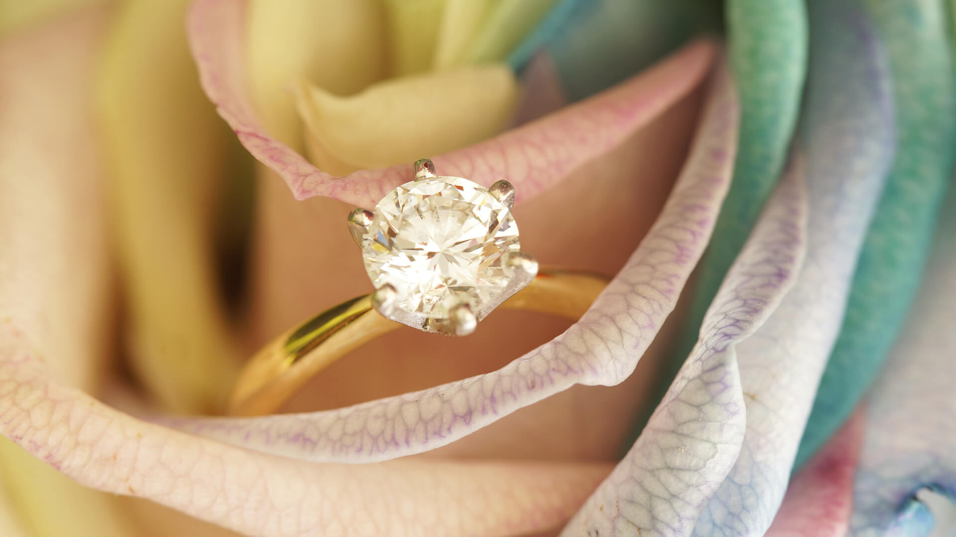 Solitaire diamond ring with a yellow gold band, sitting in an open harlequin rose