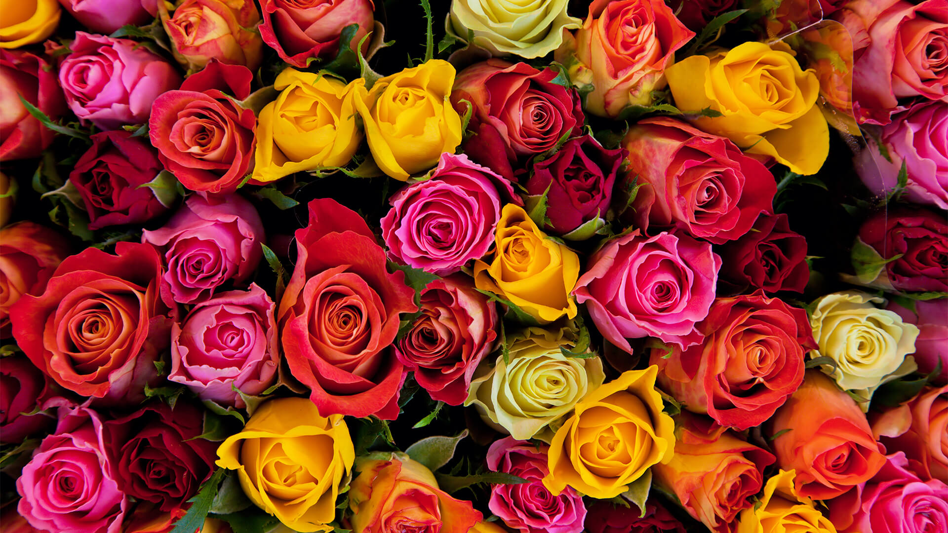 Yellow, orange, pink, and red roses