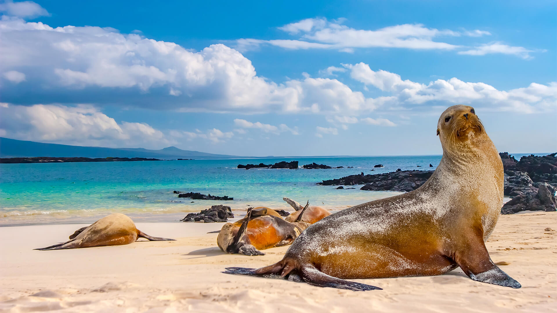Seals on a beach in the Galapagos Islands