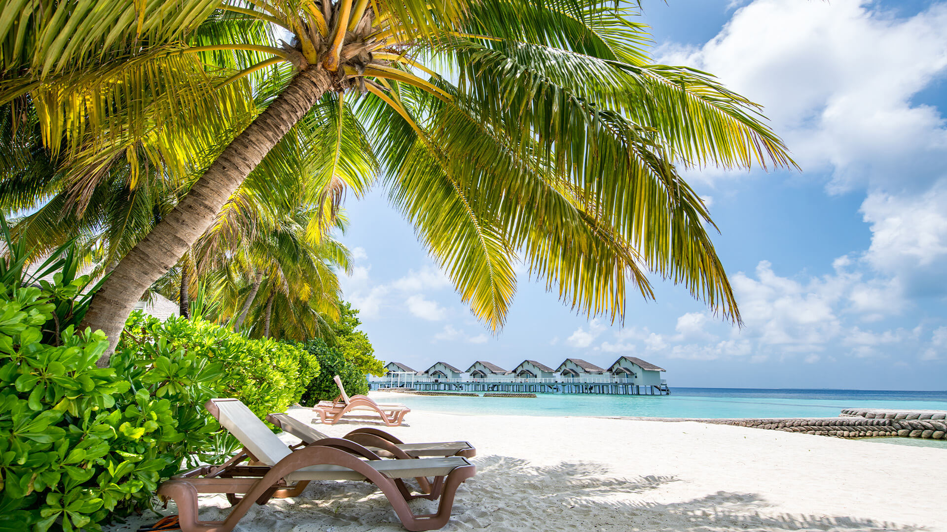 Luxury Sun Loungers on Beach by a Palm Tree