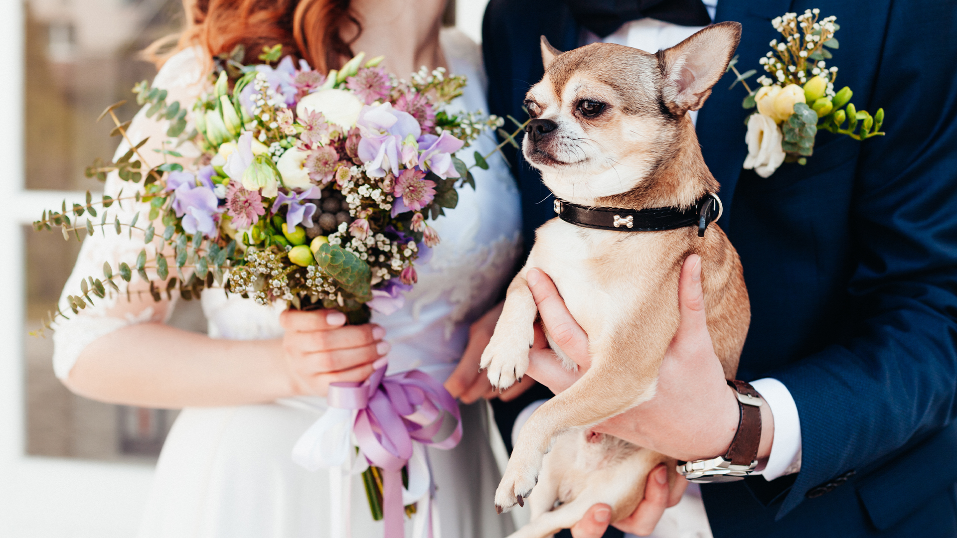 Little dog at the wedding